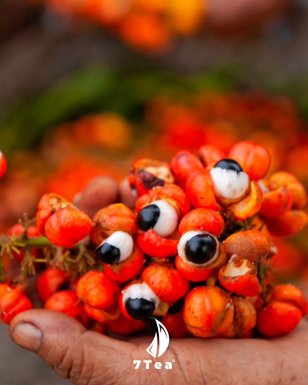 Guarana Tee erklärt: Herkunft, Inhaltsstoffe und Zubereitung