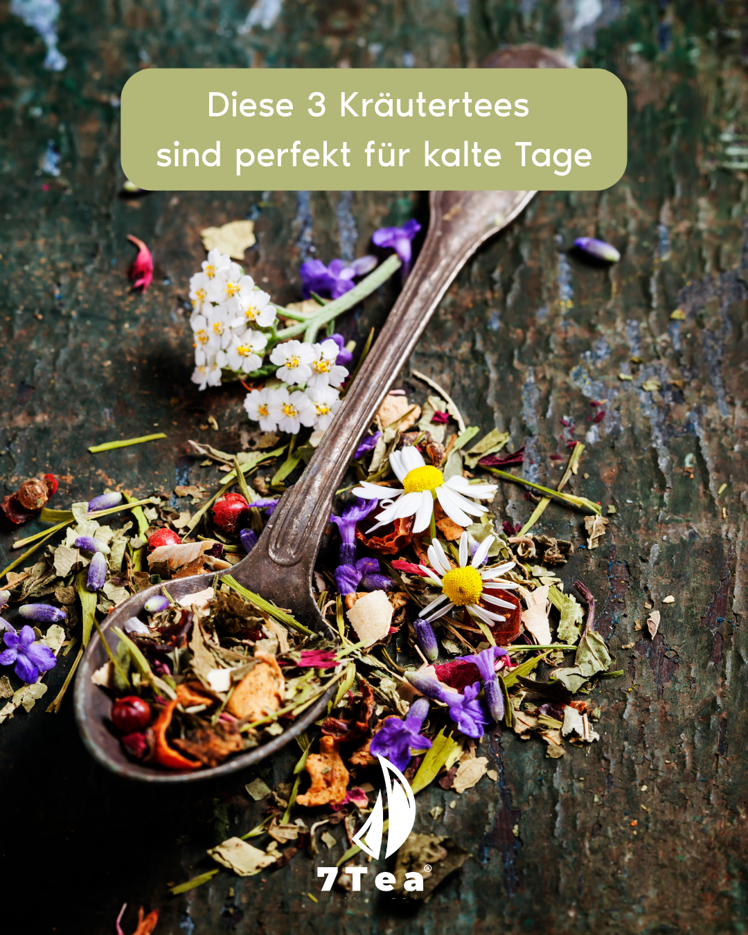 Die 3 besten Kräutertees für die Erkältungszeit – Wärme, Frische und Kräuterkraft in einer Tasse